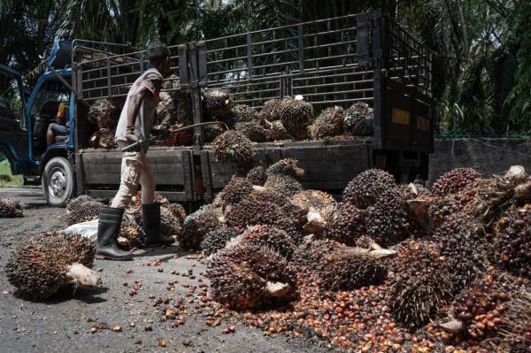 Johari Ghani: Oil palm industry needs to be revamped to be more sustainable