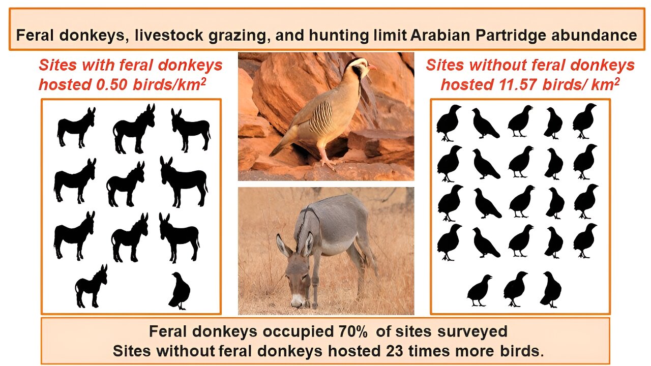 Investigating a recently discovered Arabian Partridge population in Saudi Arabia’s Harrat Uwayrid Biosphere Reserve