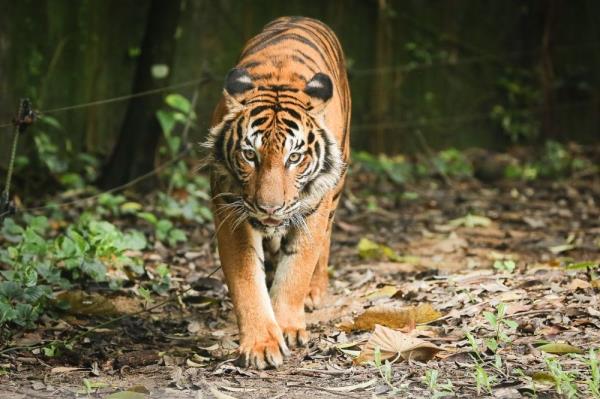 Nik Nazmi: Natio<em></em>nal Wildlife Rescue Centre resorting to artificial insemination to raise Malayan tiger population 