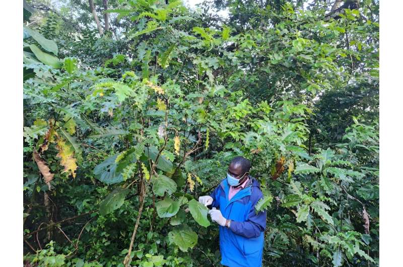 Wild animals leave DNA on plants, making them easier to track—here's what scientists found in a Ugandan rainforest